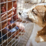 Tierheimsponsoring seriös und effektiv: Wie gute Planung Tiere rettet