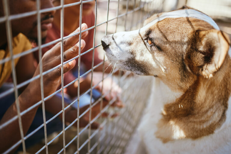 Tierheimsponsoring seriös und effektiv: Wie gute Planung Tiere rettet