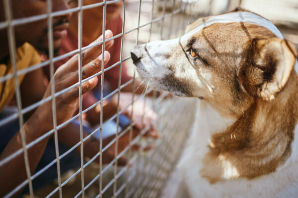 Tierheimsponsoring seriös und effektiv: Wie gute Planung Tiere rettet